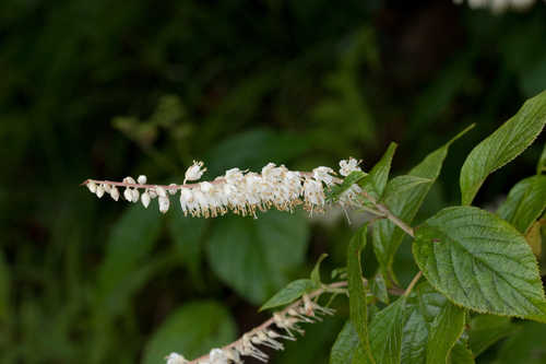 Clethra acuminata #4